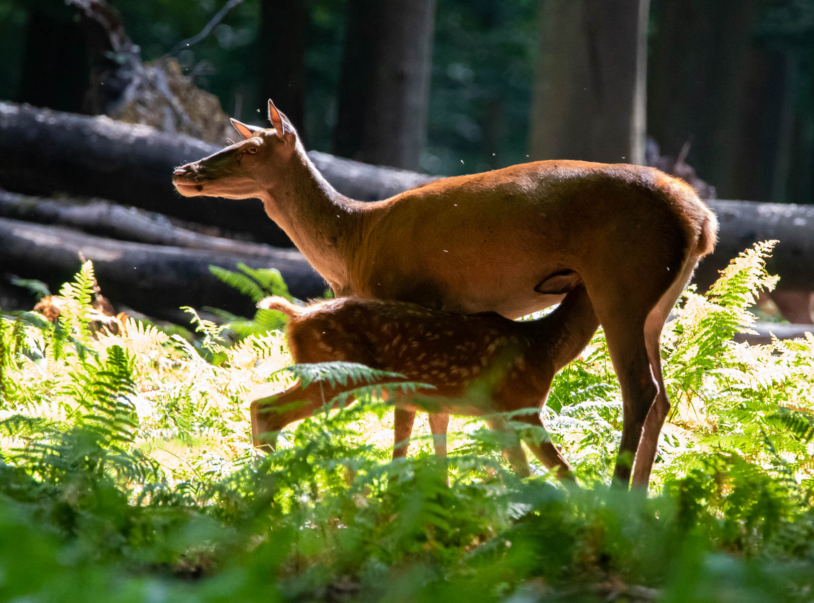 La forêt à moins de 15 minutes sur le territoire de Rouen