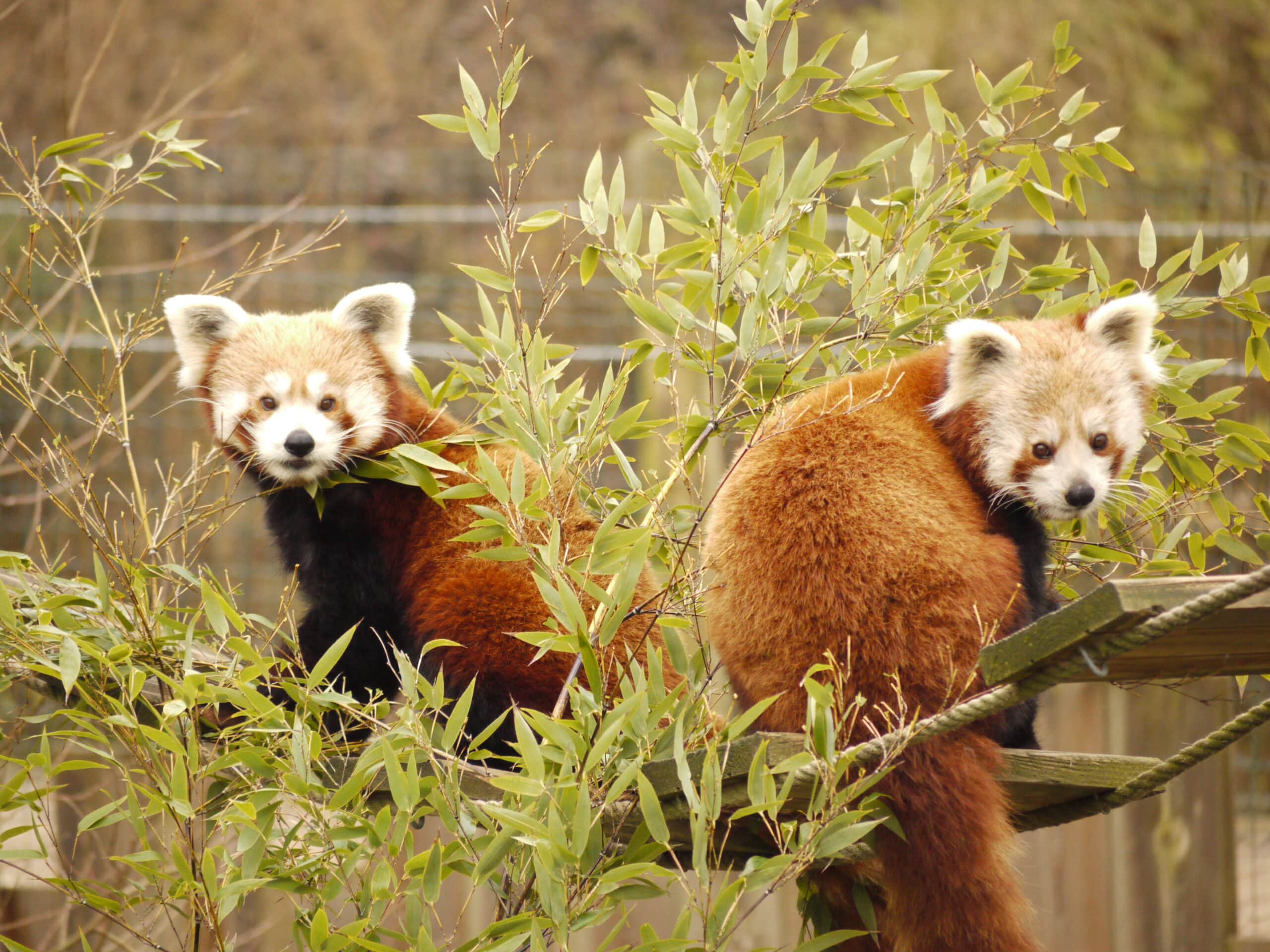 ©RNI - Biotropica Panda Roux