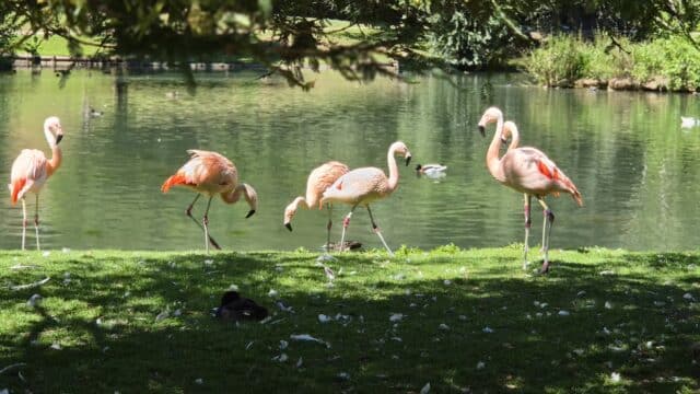 Les flamants roses du Chili évoluent en liberté au milieu des visiteurs ©RNI