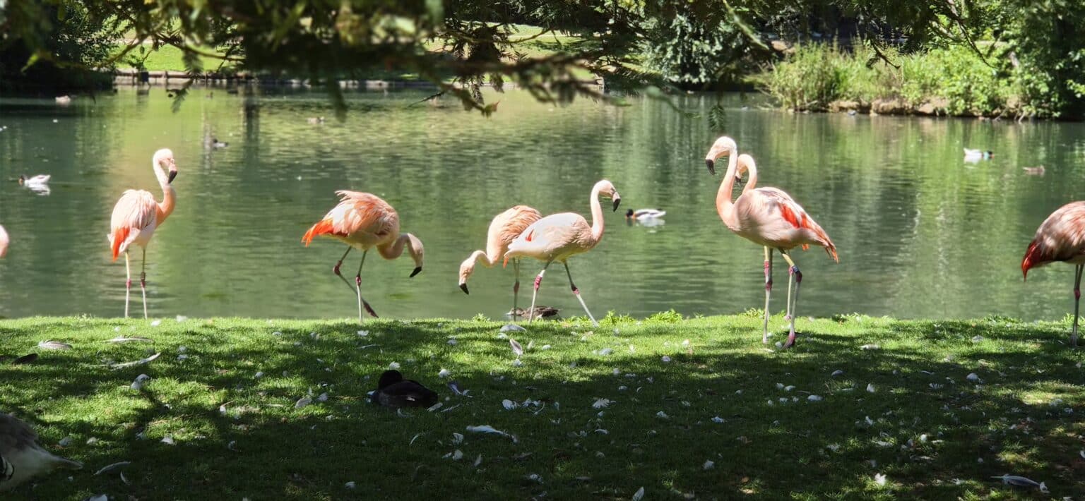 Près de Rouen, ce parc exceptionnel attire des visiteurs Français et internationaux