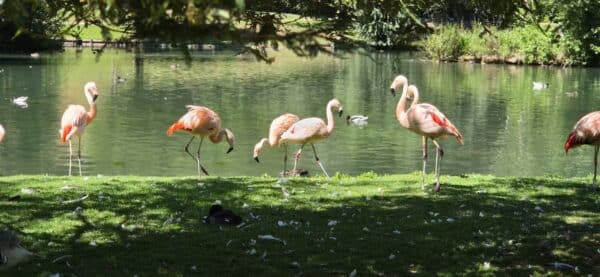 Les flamants roses du Chili évoluent en liberté au milieu des visiteurs ©RNI