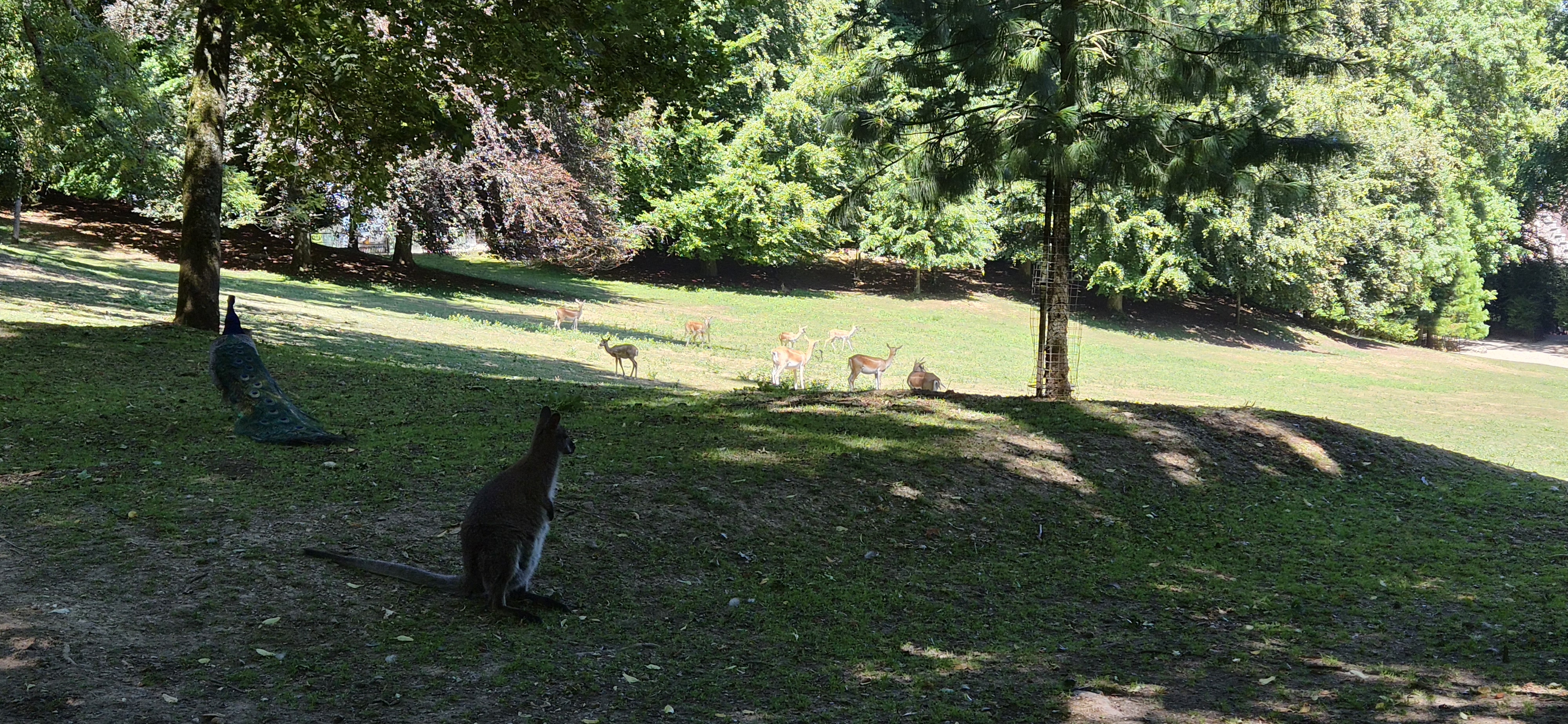 Au parc de Clères près de Rouen, les nombreuses espèces vivent et évoluent en liberté au milieu des visiteurs. ©RNI