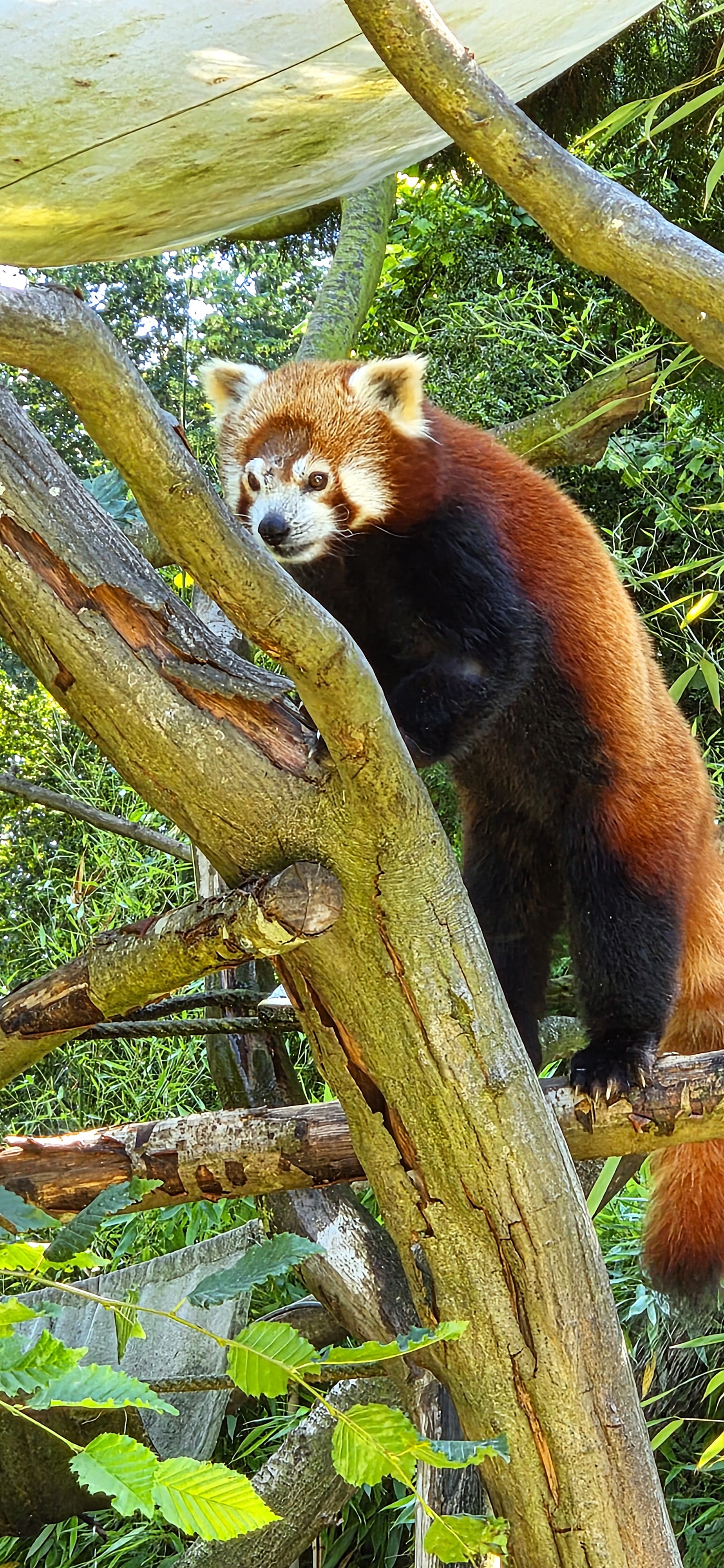 Près de Rouen, au Parc de Clères les pandas roux sont très appréciés des visiteurs ©RNI