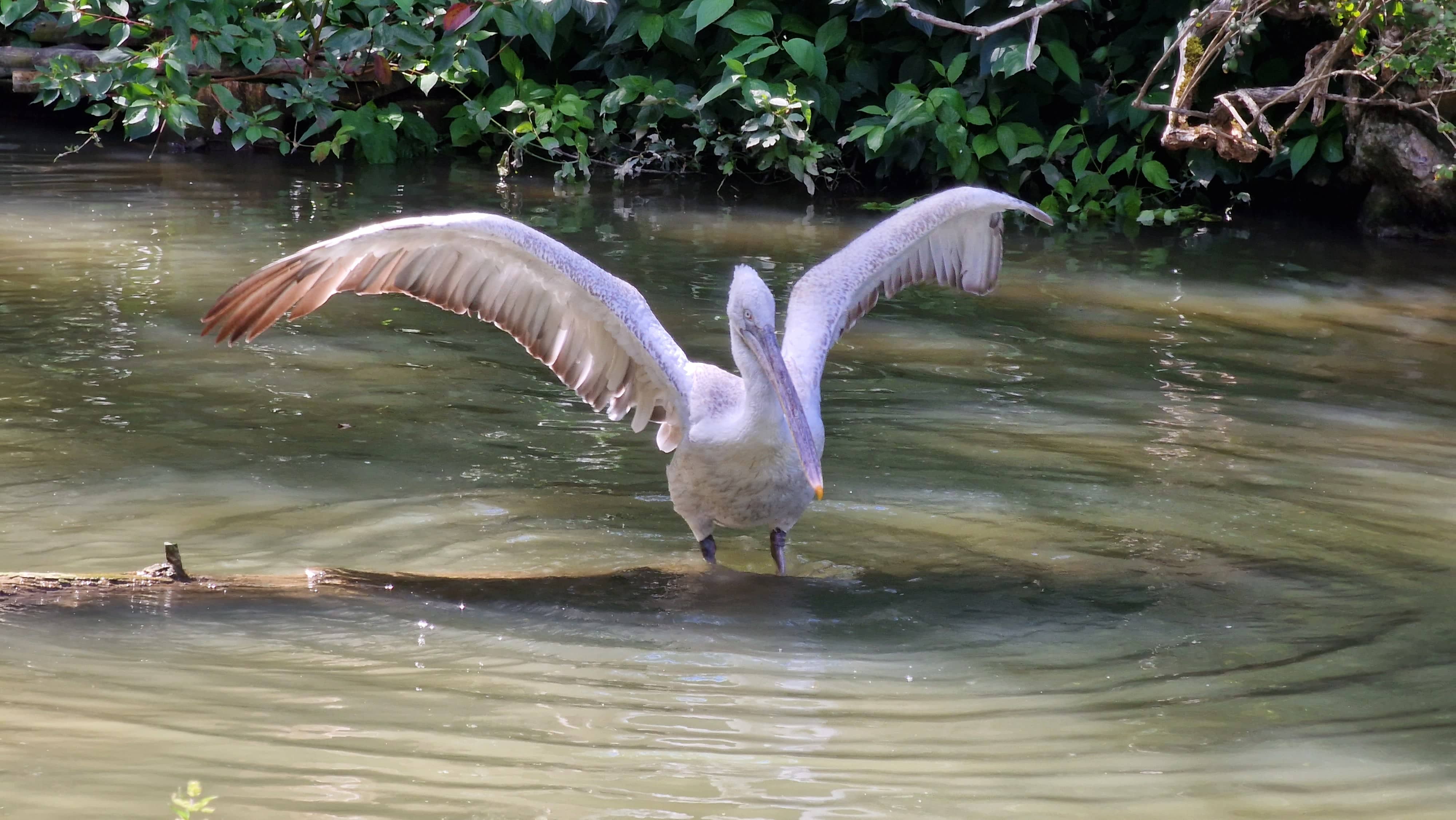 Le Parc de Clères abrite les pélicans frisés, les plus grands pélicans au monde ©RNI