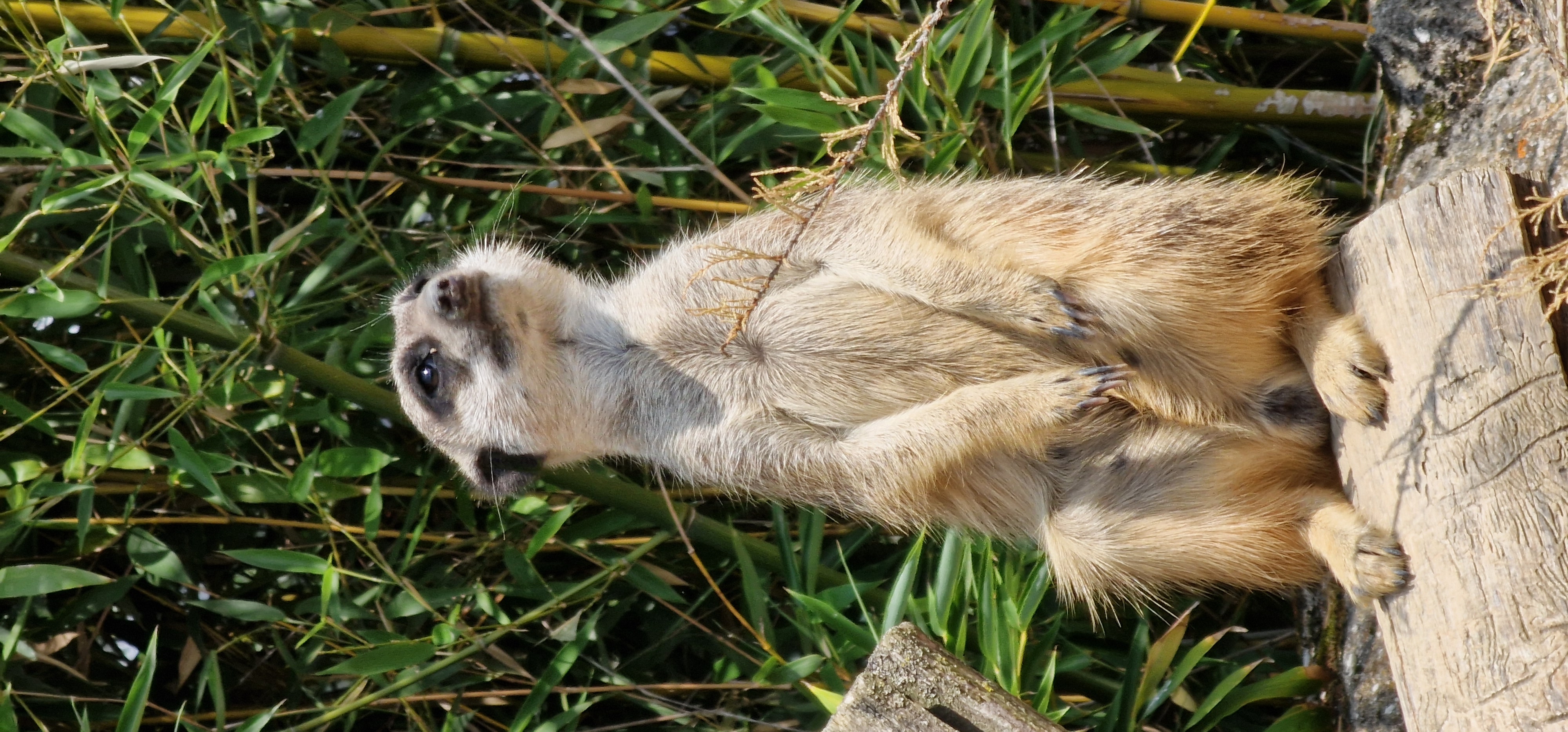 ©RNI - Biotropica Suricate