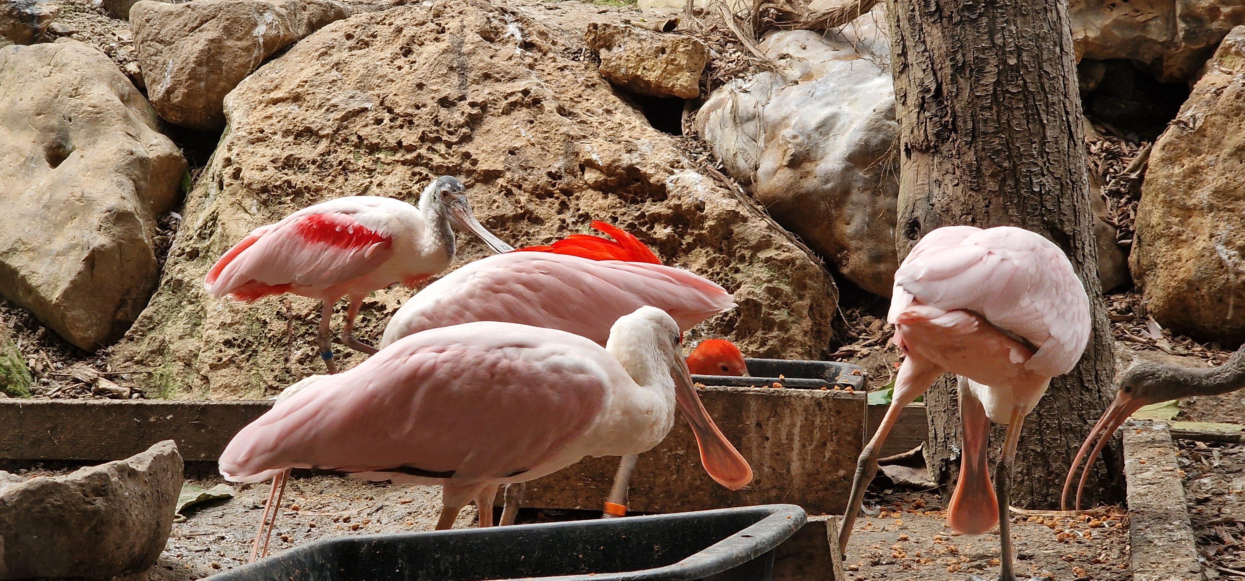 ©RNI - Biotropica Flamant rose