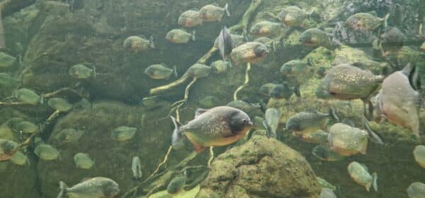 ©RNI - Piranhas à Biotropica