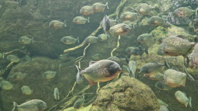 ©RNI - Piranhas à Biotropica
