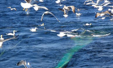 L’Esigelec participe à un projet RNI « Terre & Mer »