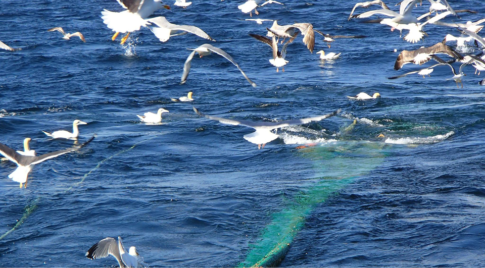 L’Esigelec participe à un projet RNI “Terre & Mer”