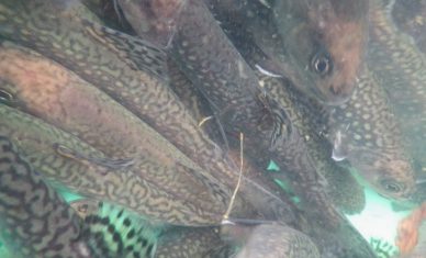 Profish Technology s’implante sur le bassin de Rouen
