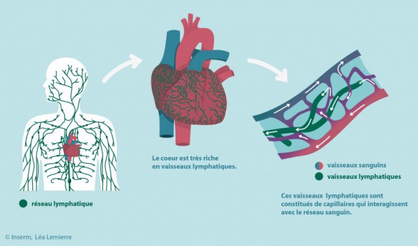 systeme-lymphatique-inserm-rouen