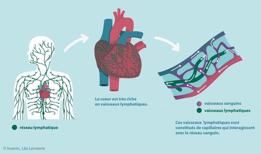 Une avancée dans la recherche sur l’insuffisance cardiaque